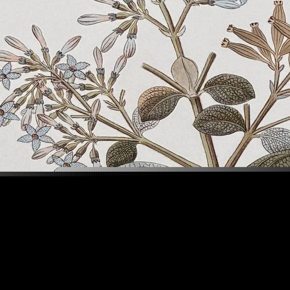 Flowering Botanical II Distressed Silver Framed Wall Art HomeRoots