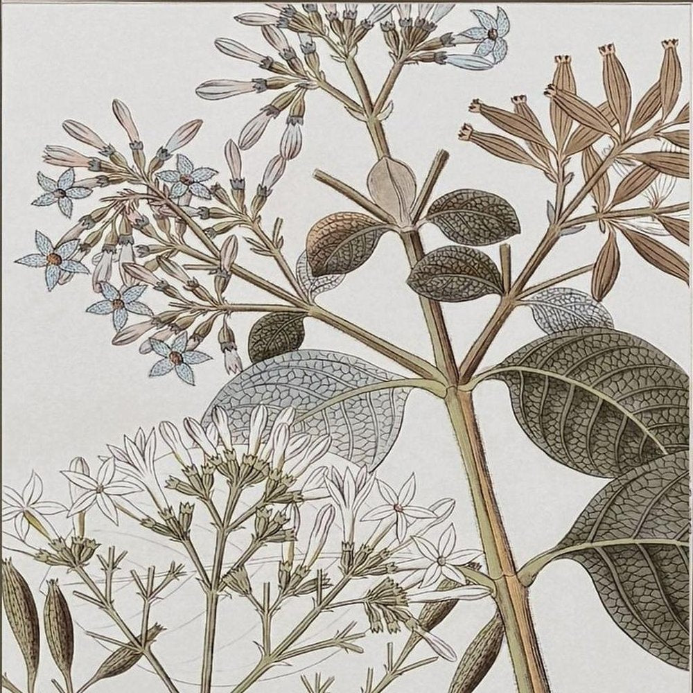 Flowering Botanical II Distressed Silver Framed Wall Art HomeRoots