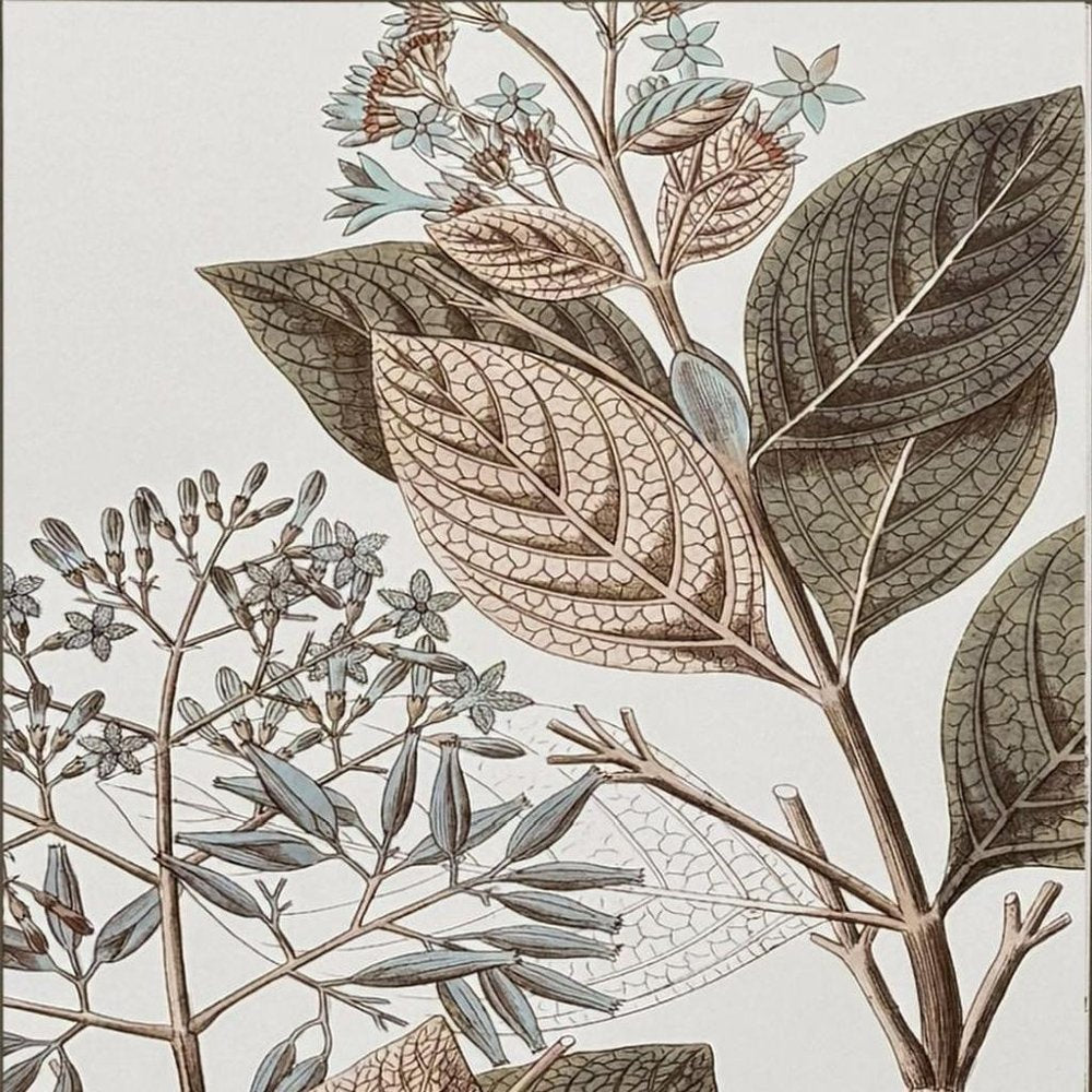 Flowering Botanical III Distressed Silver Framed Wall Art HomeRoots