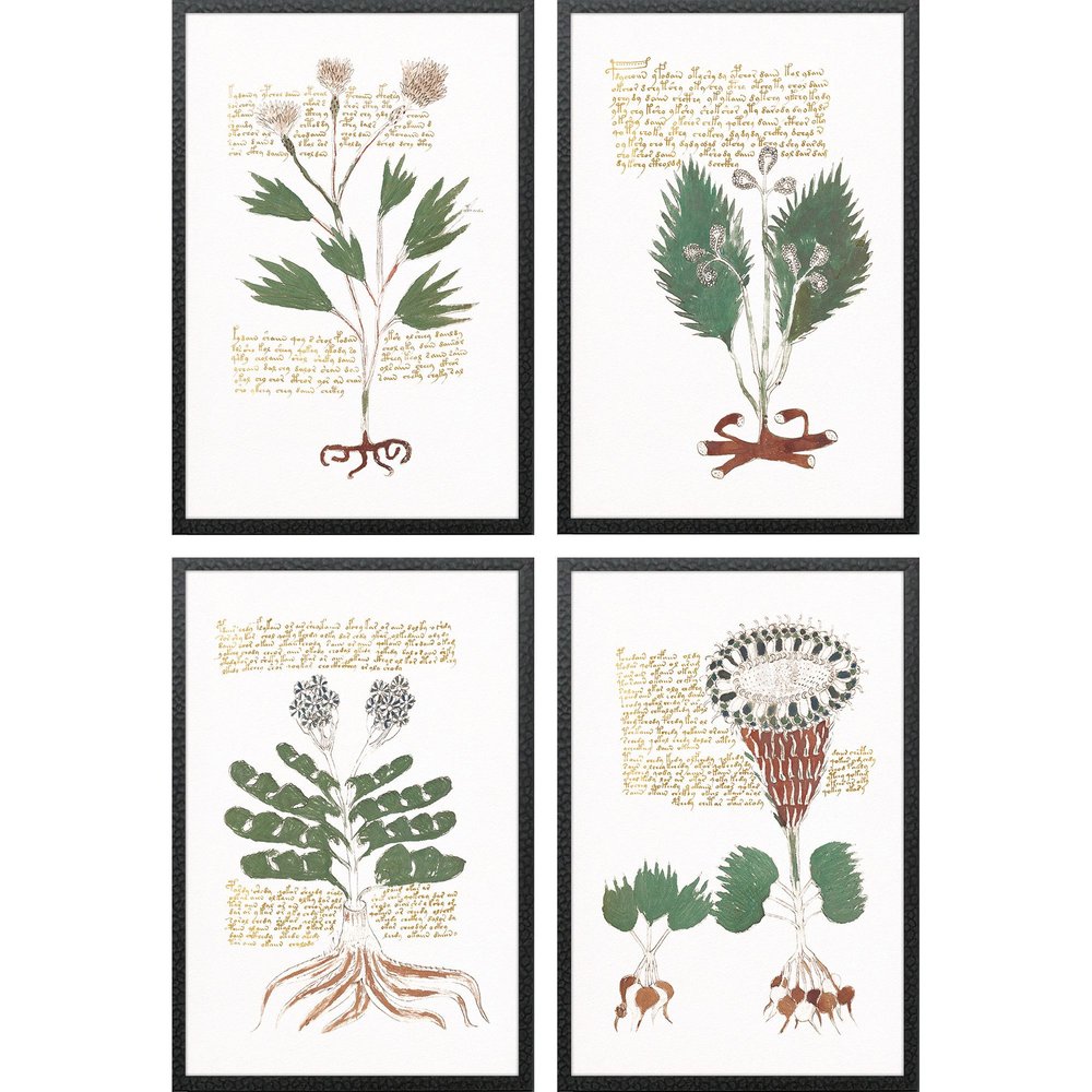 Set Of Four Magical Botany Black Framed Wall Art HomeRoots
