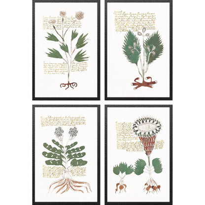 Set Of Four Magical Botany Black Framed Wall Art HomeRoots
