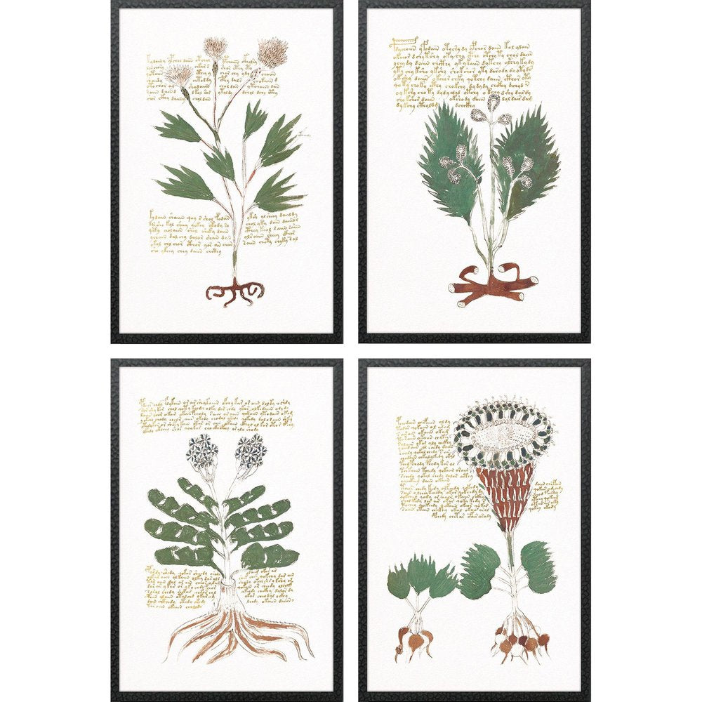 Set Of Four Magical Botany Black Framed Wall Art HomeRoots