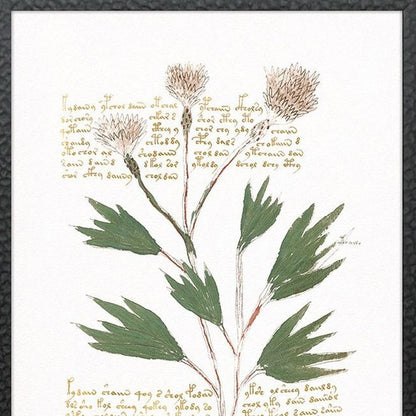 Set Of Four Magical Botany Black Framed Wall Art HomeRoots
