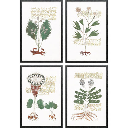 Set Of Four Magical Botany Black Framed Wall Art HomeRoots