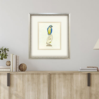 Treasure Parrot I Silver Shadowbox Illustration Wall Art HomeRoots