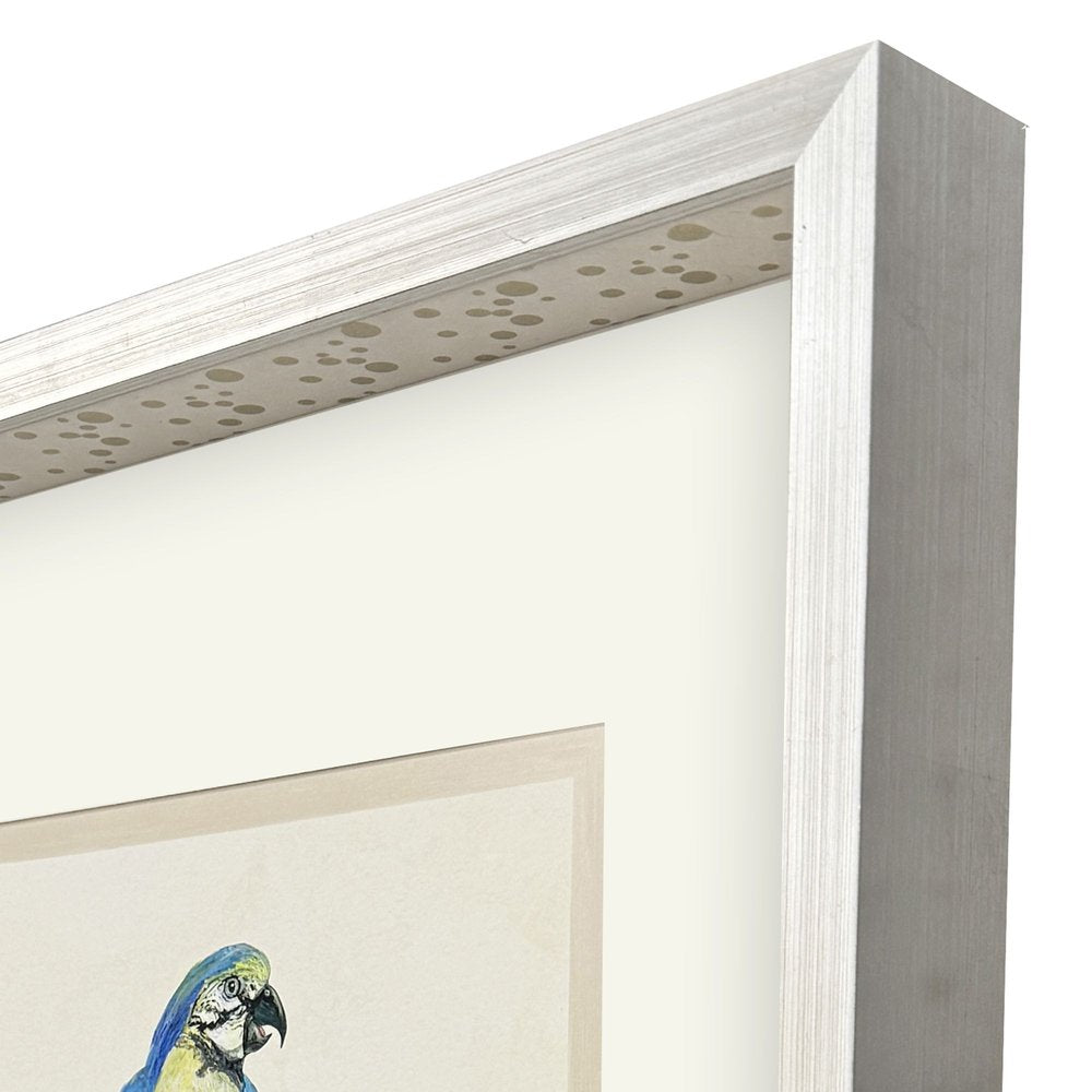 Treasure Parrot I Silver Shadowbox Illustration Wall Art HomeRoots