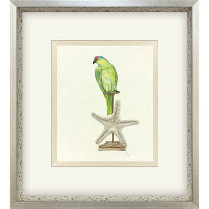 Treasure Parrot II Silver Shadowbox Illustration Wall Art HomeRoots