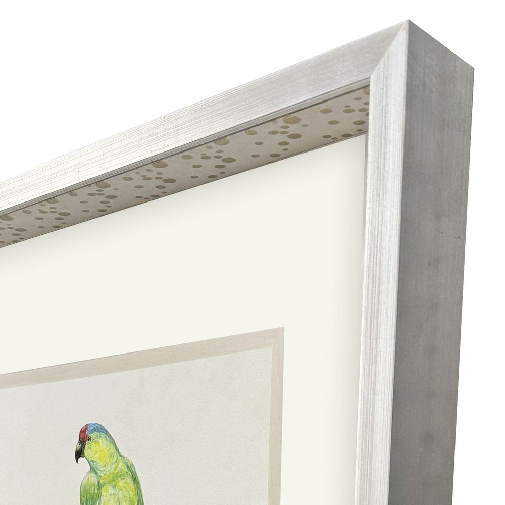 Treasure Parrot II Silver Shadowbox Illustration Wall Art HomeRoots