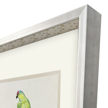Treasure Parrot II Silver Shadowbox Illustration Wall Art HomeRoots