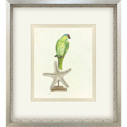 Treasure Parrot II Silver Shadowbox Illustration Wall Art HomeRoots