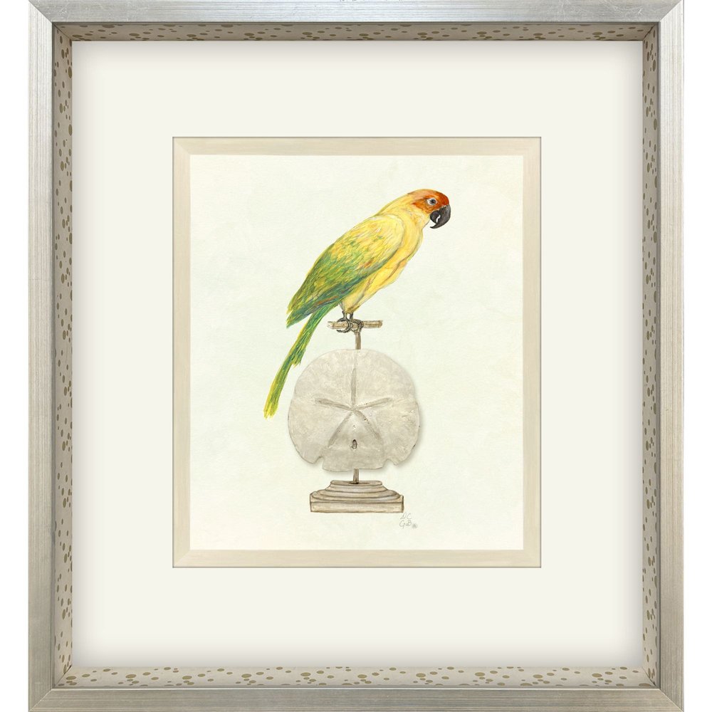 Treasure Parrot III Silver Shadowbox Illustration Wall Art HomeRoots
