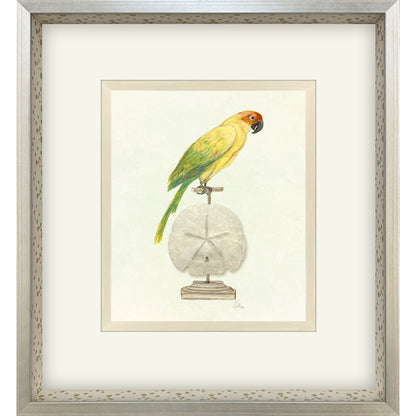 Treasure Parrot III Silver Shadowbox Illustration Wall Art HomeRoots