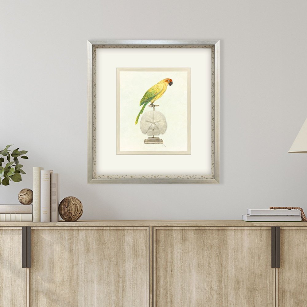 Treasure Parrot III Silver Shadowbox Illustration Wall Art HomeRoots