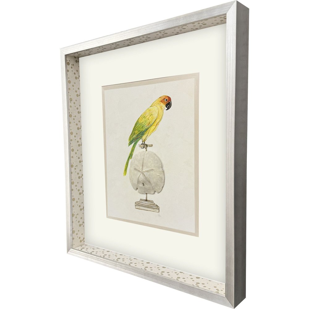 Treasure Parrot III Silver Shadowbox Illustration Wall Art HomeRoots