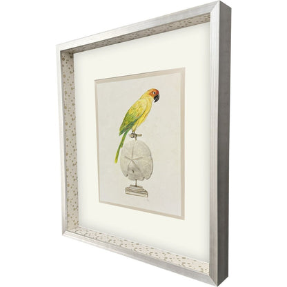 Treasure Parrot III Silver Shadowbox Illustration Wall Art HomeRoots