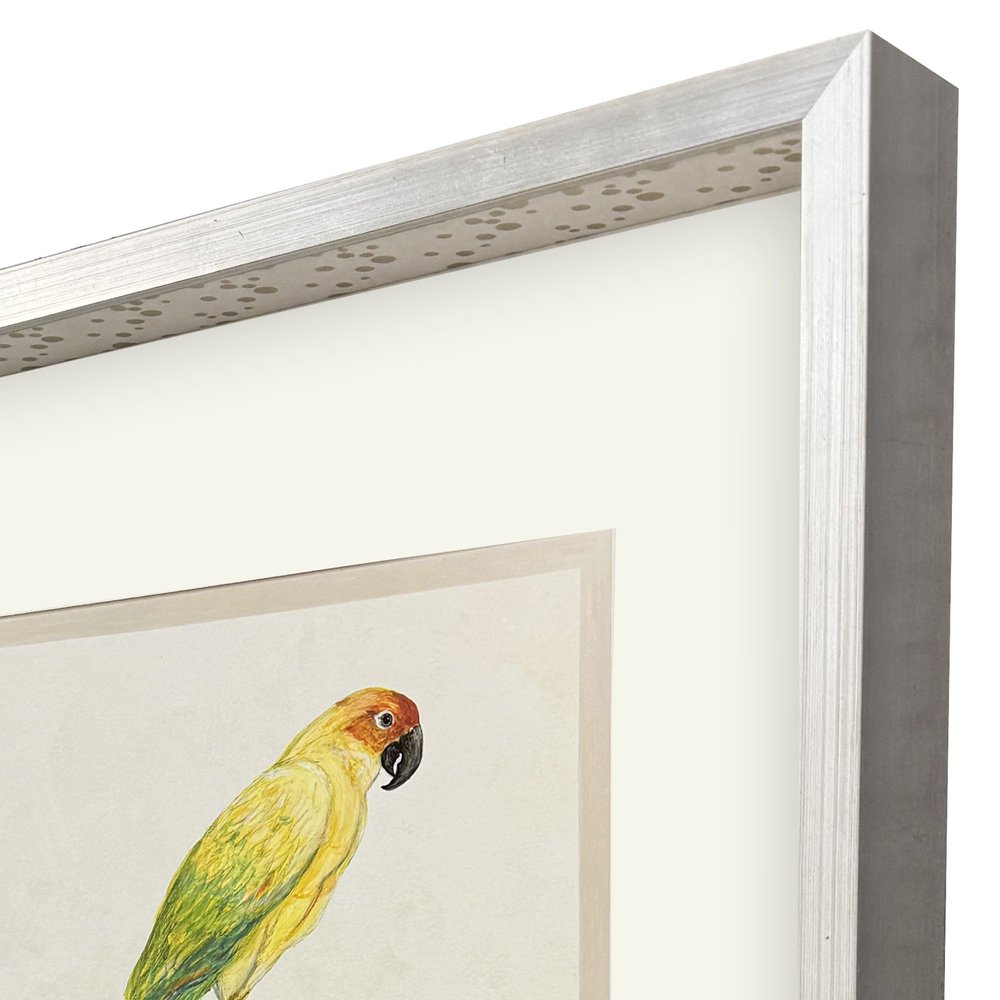 Treasure Parrot III Silver Shadowbox Illustration Wall Art HomeRoots