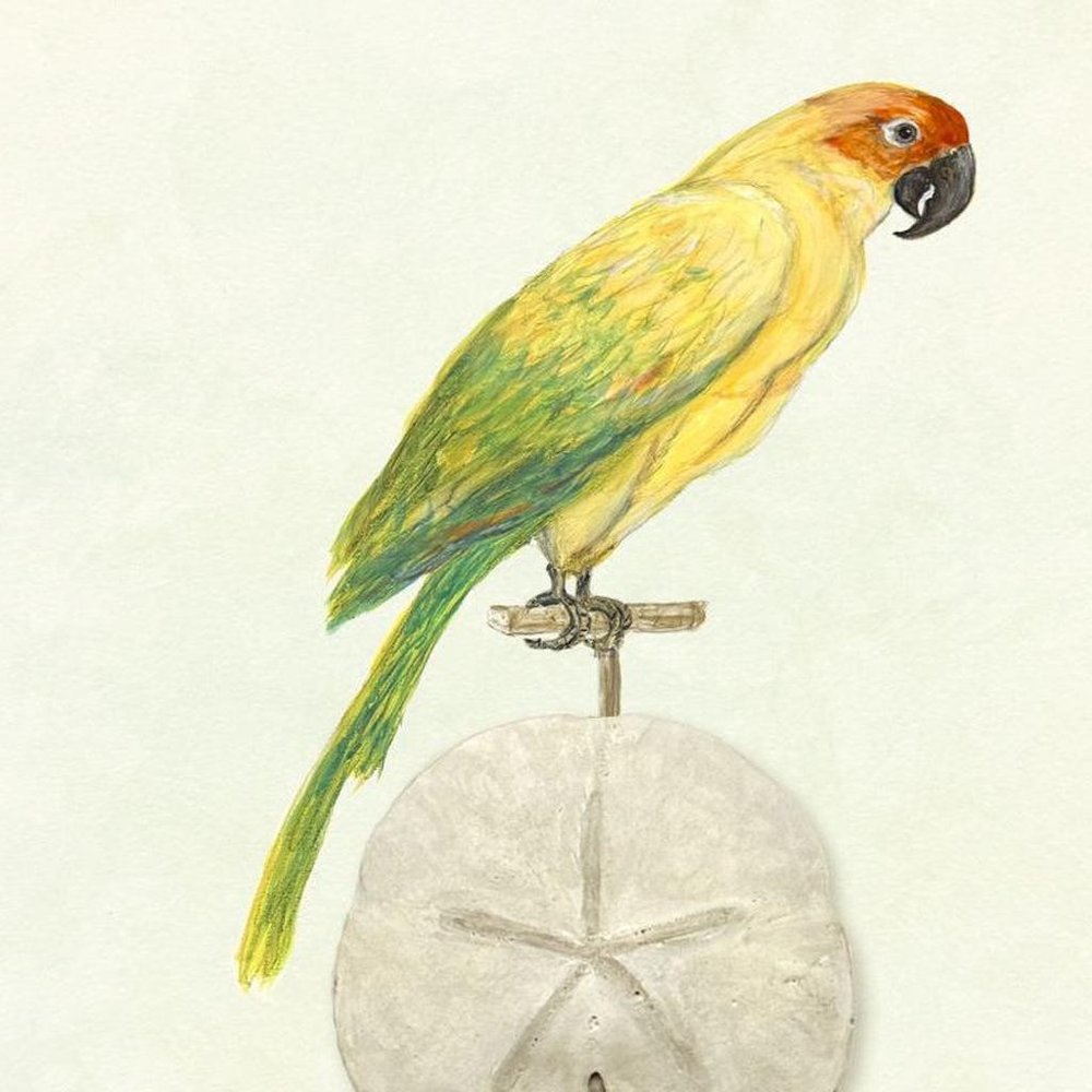 Treasure Parrot III Silver Shadowbox Illustration Wall Art HomeRoots