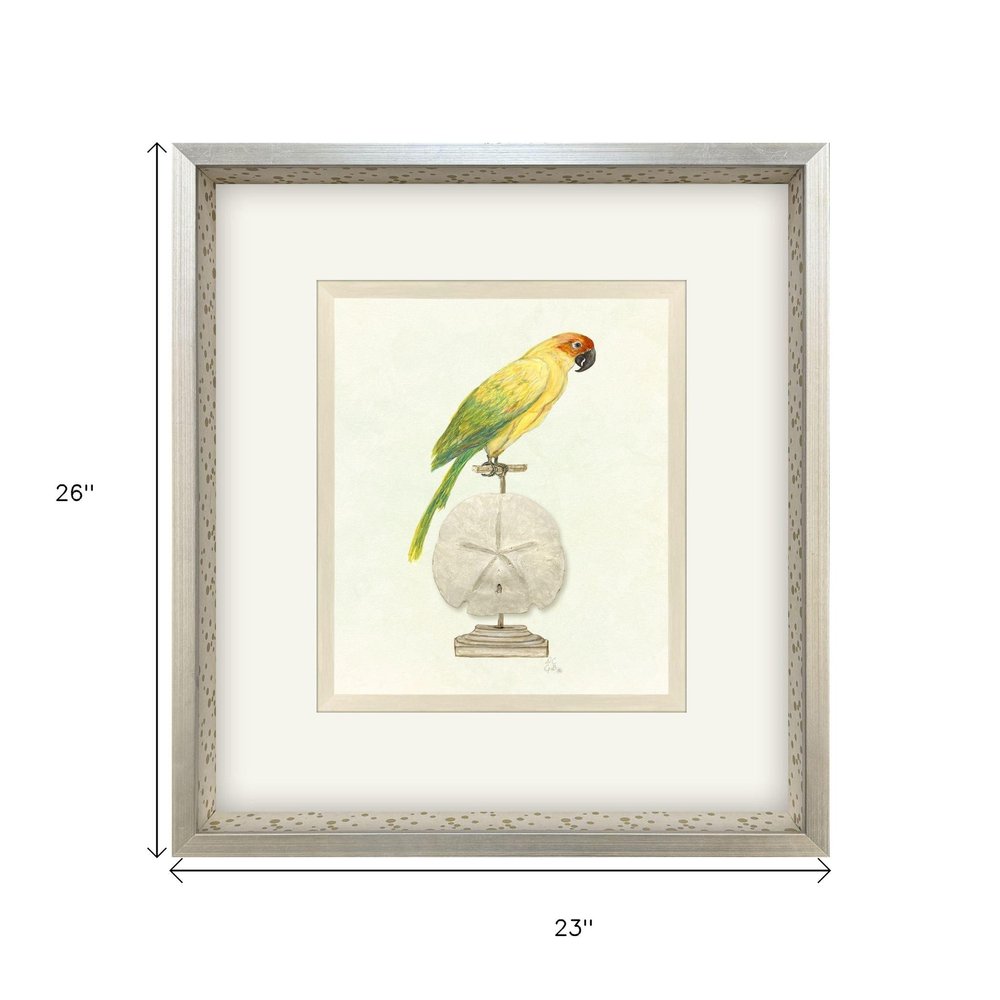 Treasure Parrot III Silver Shadowbox Illustration Wall Art HomeRoots