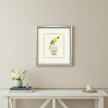 Treasure Parrot III Silver Shadowbox Illustration Wall Art HomeRoots
