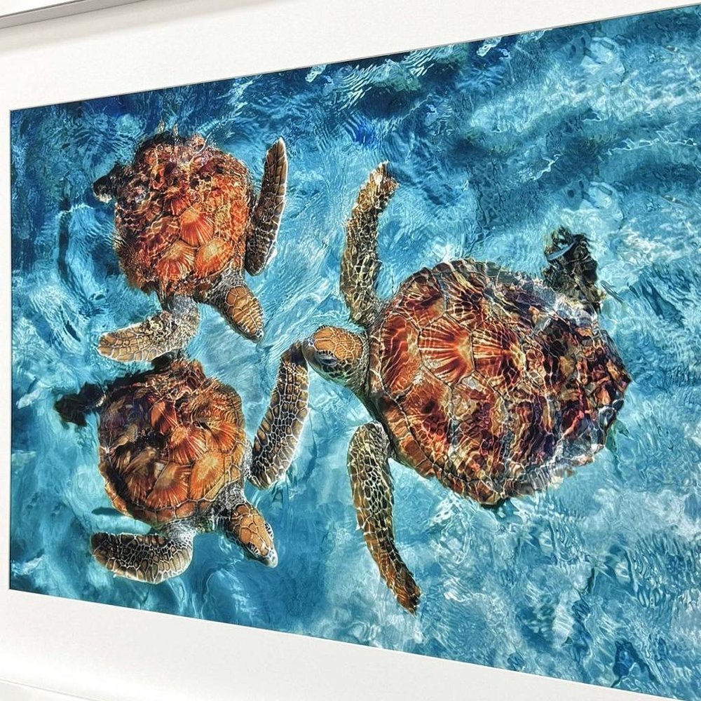 Ocean Turtles White Framed Wall Art HomeRoots