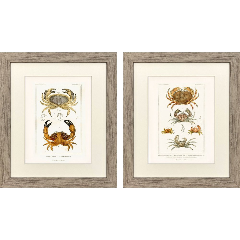 Set Of Two Antique Crab Brown Framed Wall Art HomeRoots