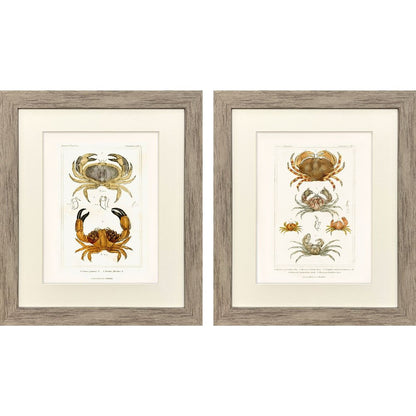Set Of Two Antique Crab Brown Framed Wall Art HomeRoots