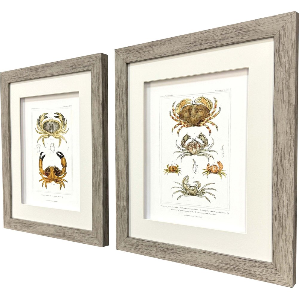 Set Of Two Antique Crab Brown Framed Wall Art HomeRoots