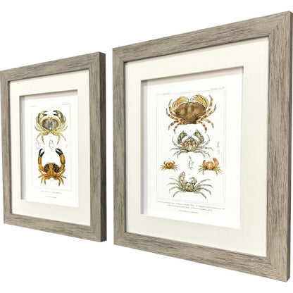 Set Of Two Antique Crab Brown Framed Wall Art HomeRoots