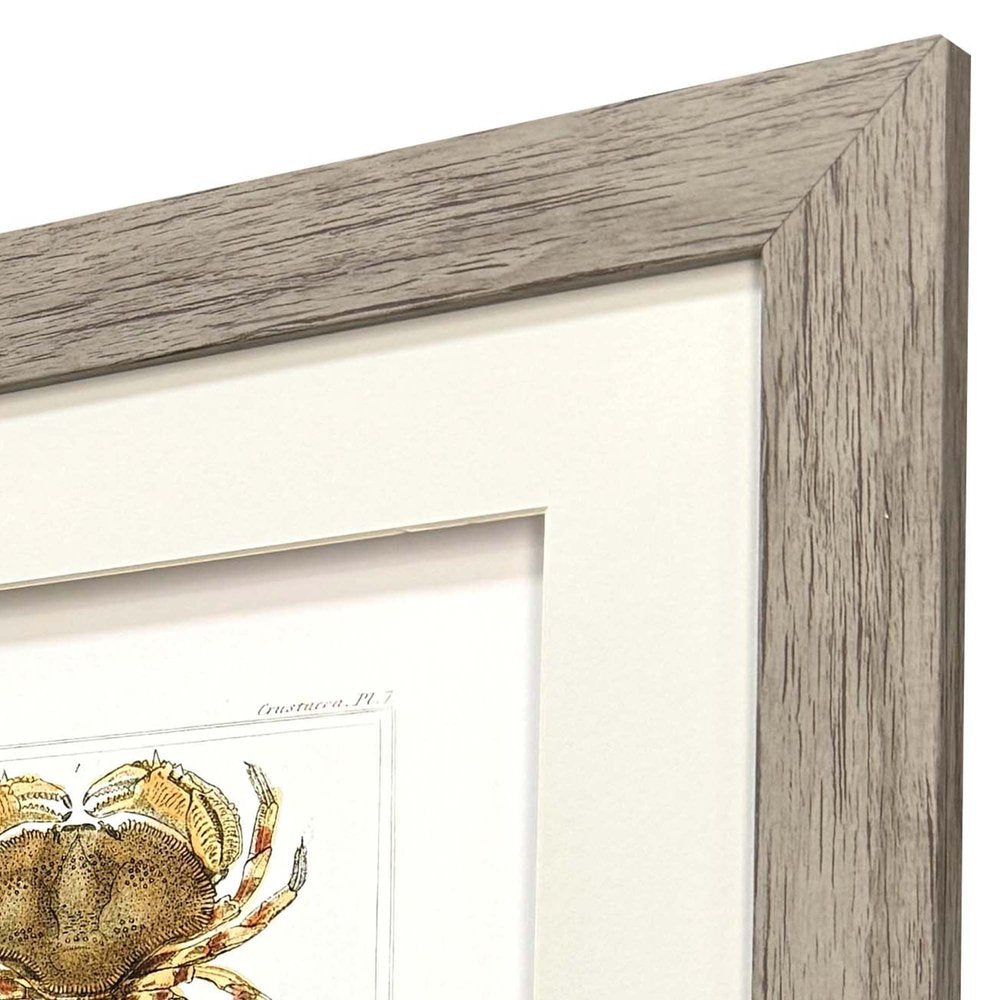 Set Of Two Antique Crab Brown Framed Wall Art HomeRoots