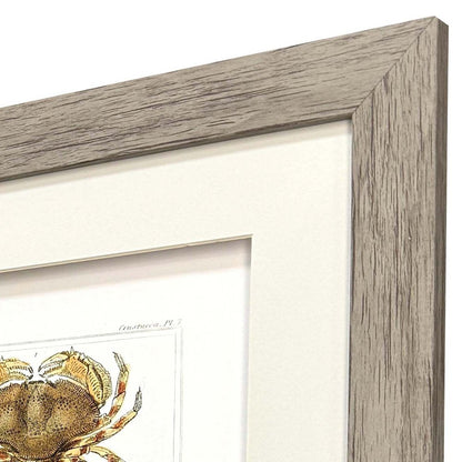Set Of Two Antique Crab Brown Framed Wall Art HomeRoots