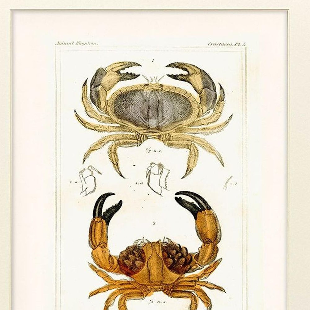 Set Of Two Antique Crab Brown Framed Wall Art HomeRoots