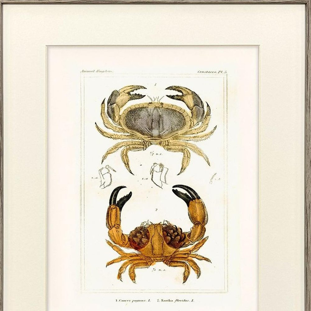 Set Of Two Antique Crab Brown Framed Wall Art HomeRoots