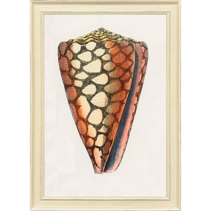 Conch Study I Distressed White Framed Wall Art HomeRoots