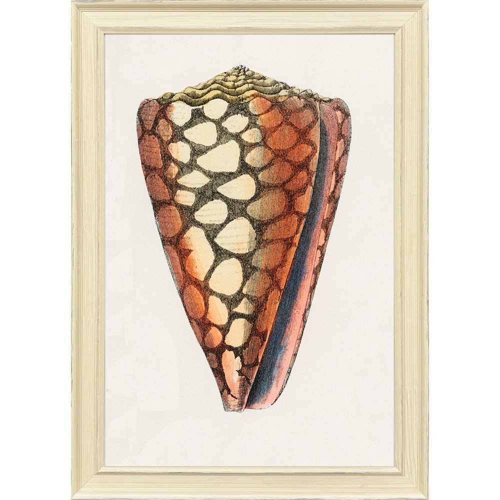 Conch Study I Distressed White Framed Wall Art HomeRoots