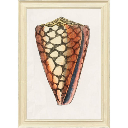 Conch Study I Distressed White Framed Wall Art HomeRoots