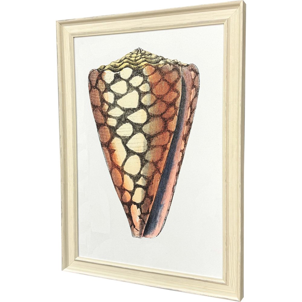 Conch Study I Distressed White Framed Wall Art HomeRoots