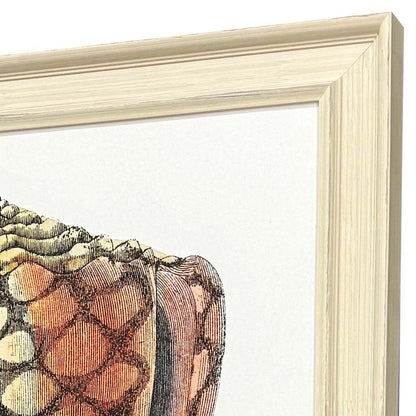 Conch Study I Distressed White Framed Wall Art HomeRoots