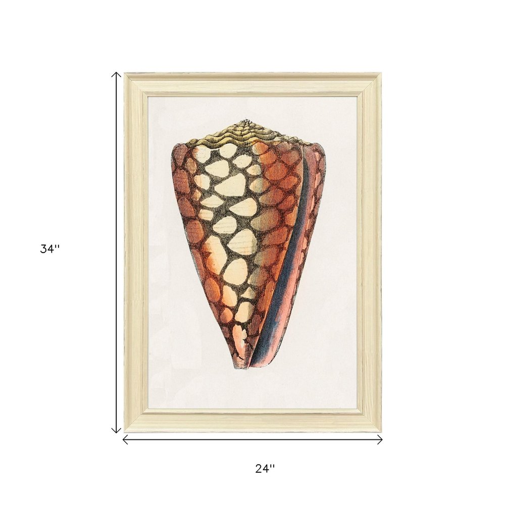 Conch Study I Distressed White Framed Wall Art HomeRoots