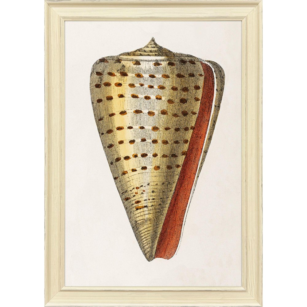 Conch Study II Distressed White Framed Wall Art HomeRoots