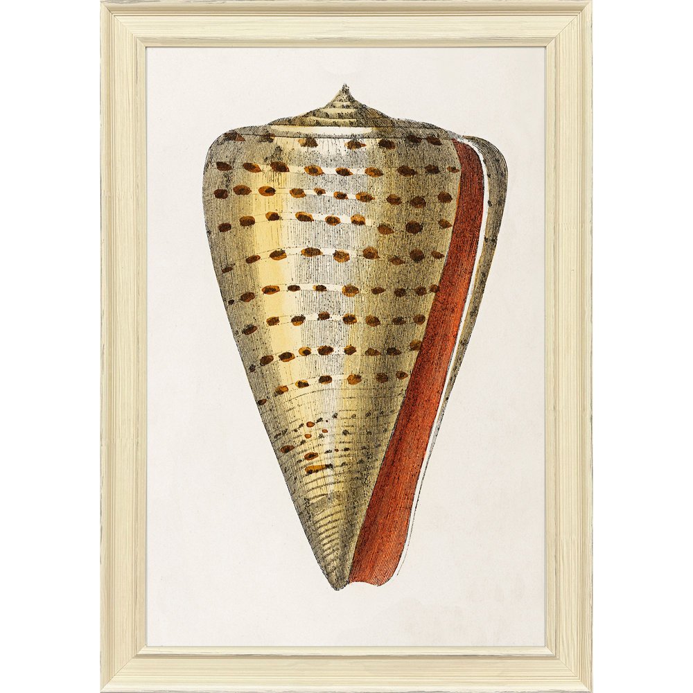 Conch Study II Distressed White Framed Wall Art HomeRoots