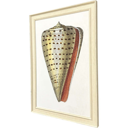 Conch Study II Distressed White Framed Wall Art HomeRoots