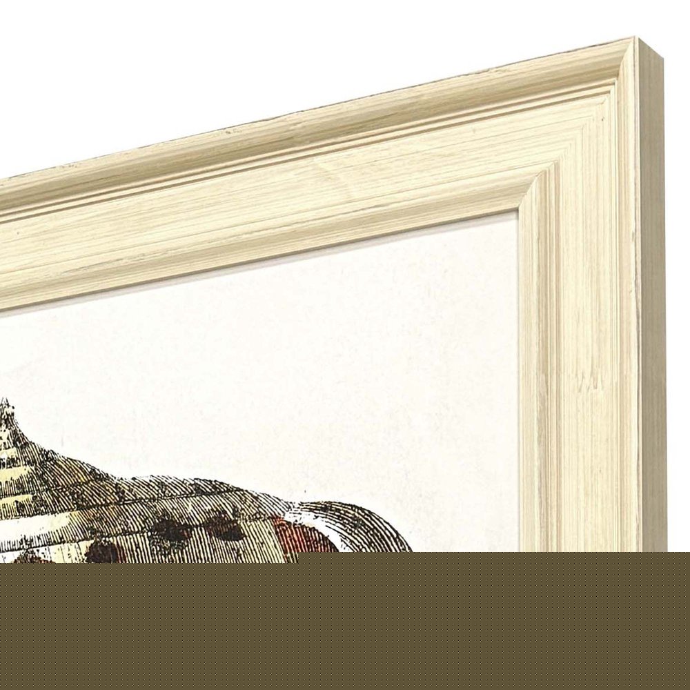 Conch Study II Distressed White Framed Wall Art HomeRoots