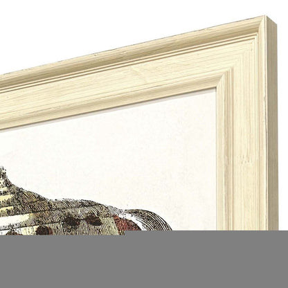 Conch Study II Distressed White Framed Wall Art HomeRoots
