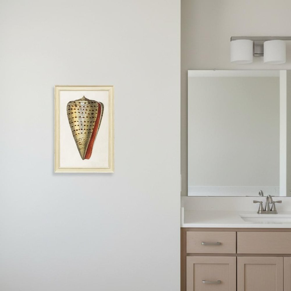 Conch Study II Distressed White Framed Wall Art HomeRoots