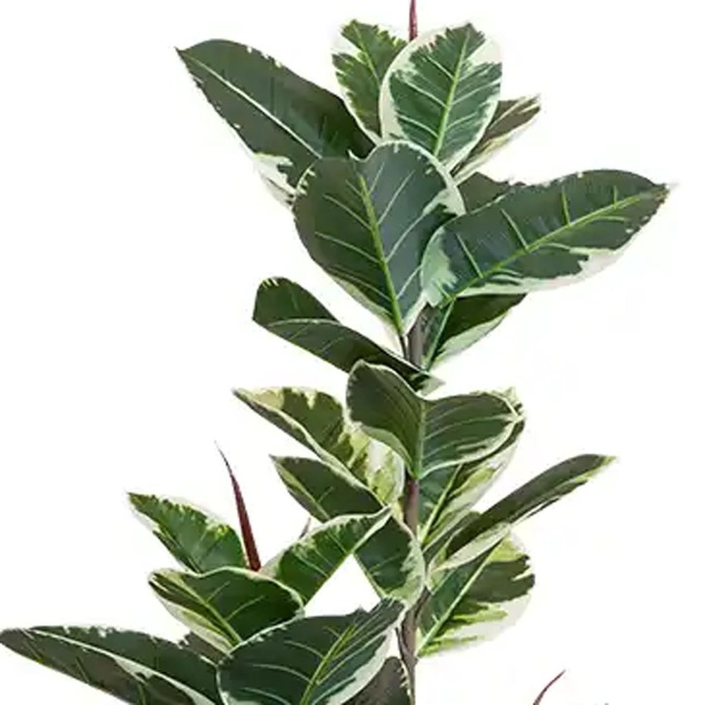 63" Green Artificial Rubber Tree In Cylindrical Black Cement Pot HomeRoots