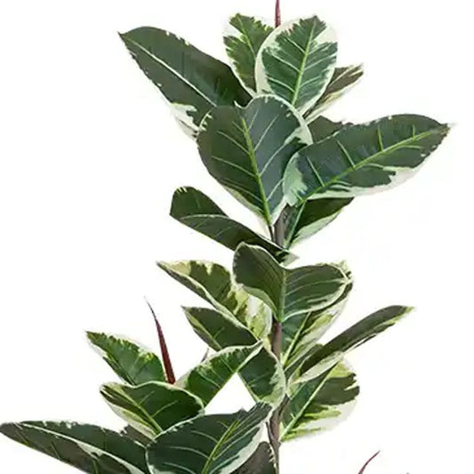 63" Green Artificial Rubber Tree In Cylindrical Black Cement Pot HomeRoots