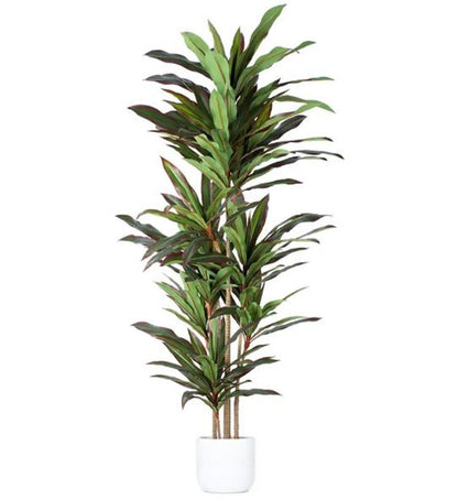 7" Green Artificial Dracaena In Cylindrical Black Cement Pot HomeRoots