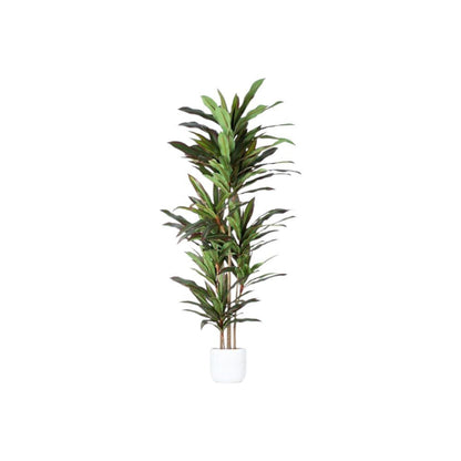 7" Green Artificial Dracaena In Cylindrical Black Cement Pot HomeRoots