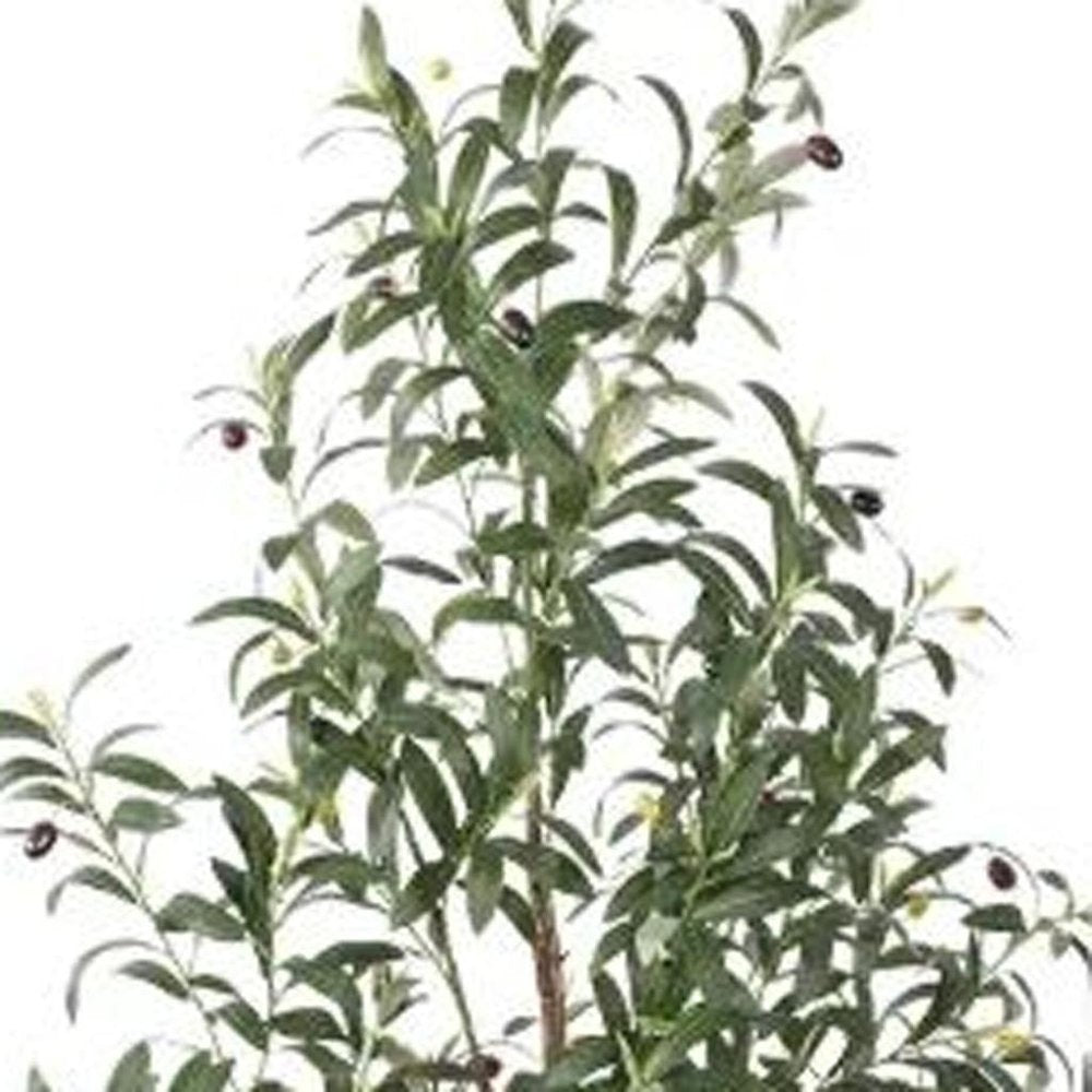 63" Green Artificial Olive Tree In Cylindrical White Cement Pot HomeRoots
