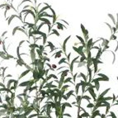 7" Green Artificial Olive In Cylindrical White Cement Pot HomeRoots
